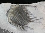 Long-Spined Cyphaspides Trilobite - Jorf, Morocco #40347-1